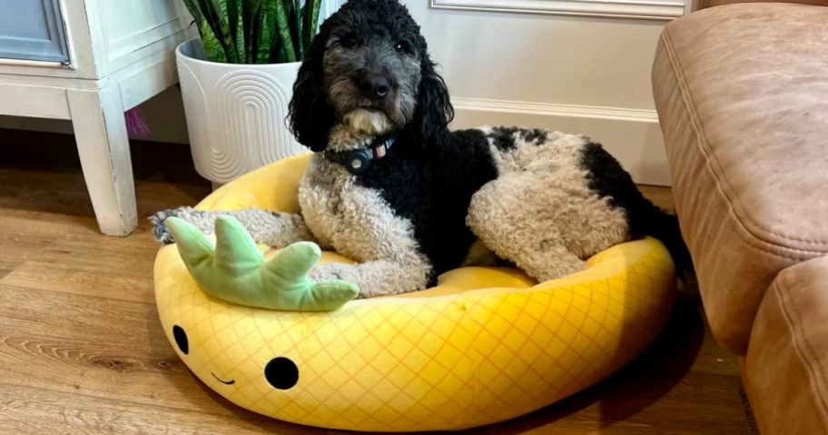 dog laying in pineapple squishmallow pet bed next to plant