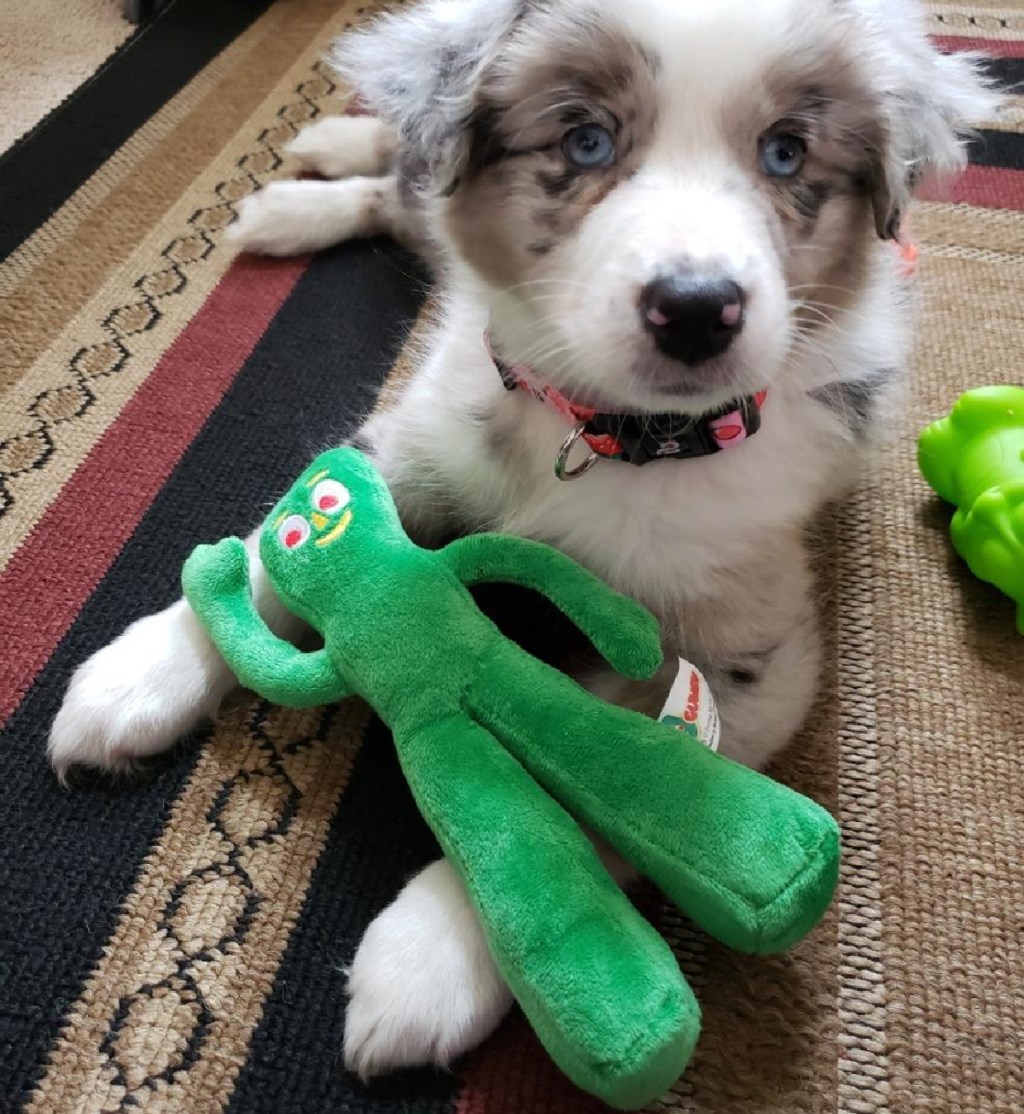 A dog with a gumby dog toy that was gifted as a last minute stocking stuffer