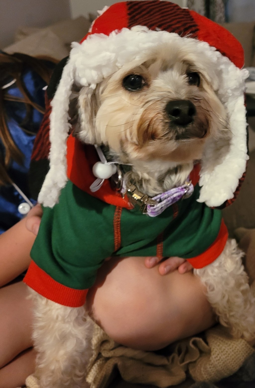 Dog wearing winter Santa hat