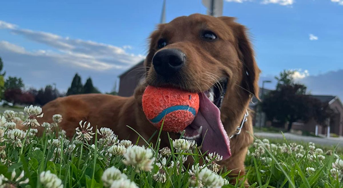 a brown mix breed dog, laying in the clover and holding a chuckit small tennis ball in his mouth