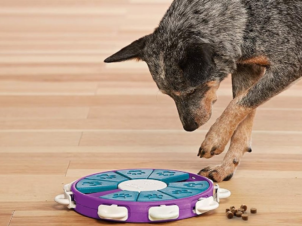 dog eating his treat from Outward Hound Twister Interactive Treat Puzzle Dog Toy