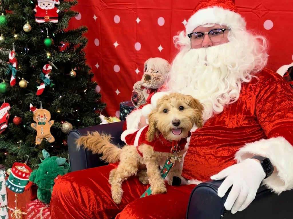 small light brown dog sitting on Santa's lap
