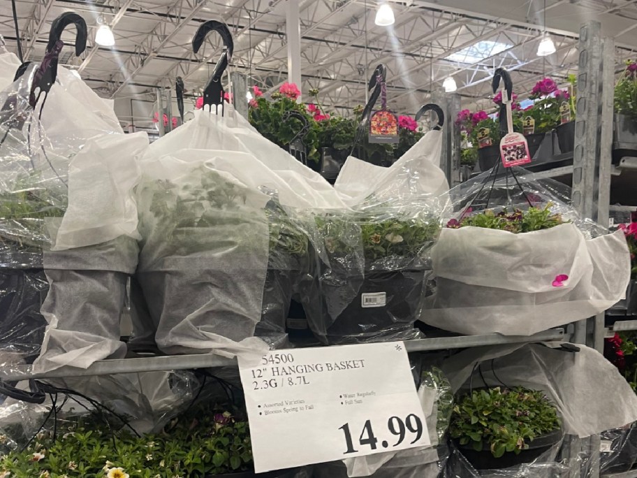 12 inch hanging basket flowers displayed at Costco