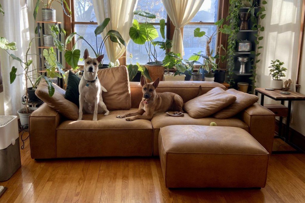 two dogs sitting on leather couch