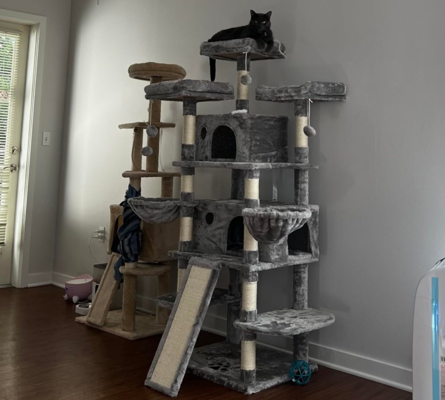 black can on top of large cat tree