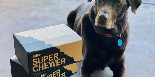 Super Chewer Bark Boxes from $29/Month + Score Free Toys for a Whole YEAR