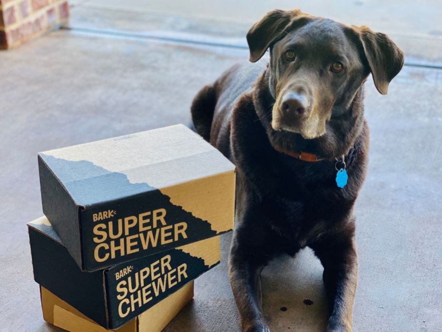Dog next to two Bark Super Chewer Boxes
