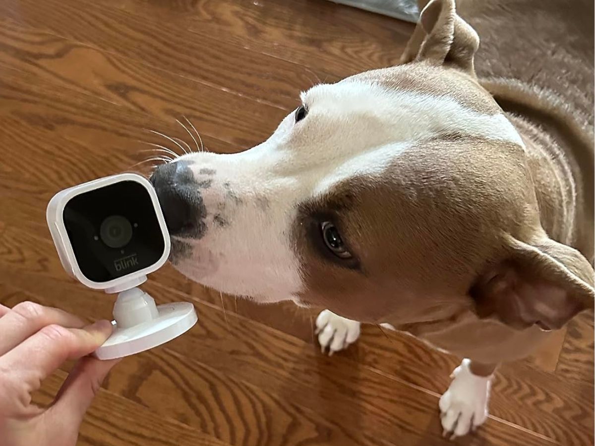 Dog sniffing a Blink Mini Camera