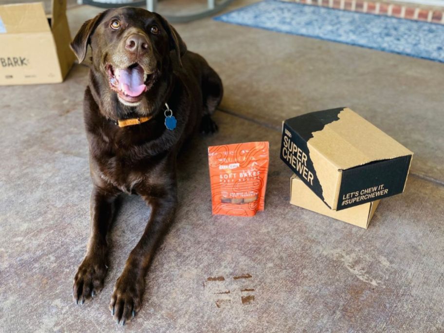 Dog next to a Bark Box Super Chewer Box and abag of treats