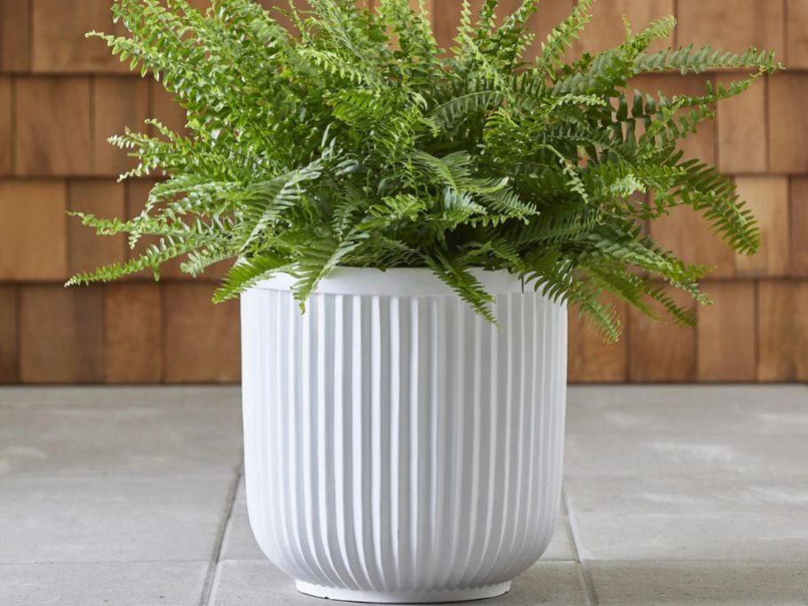 A Better Homes & Gardens 16" Ellan White Resin Plant Pot Planter with green fern inside of it