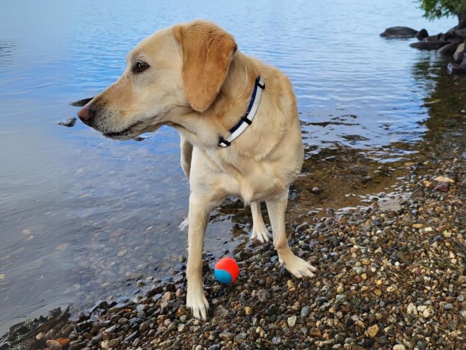 dog playing with ChuckIt! Amphibious Fetch Balls, Medium 3-Pack in the water