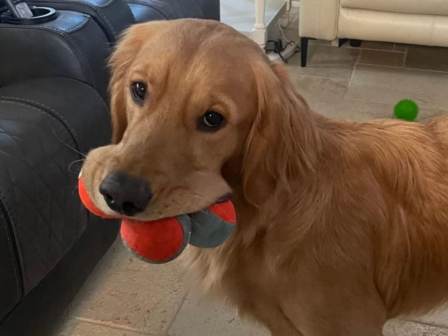 Buy 1, Get 1 50% Off Chuckit Balls on Amazon | TWO 3-Packs Only $9.80 Shipped