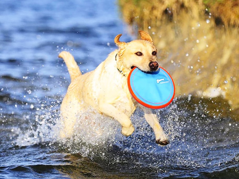 dog running through water with ChuckIt disc toy in mouth