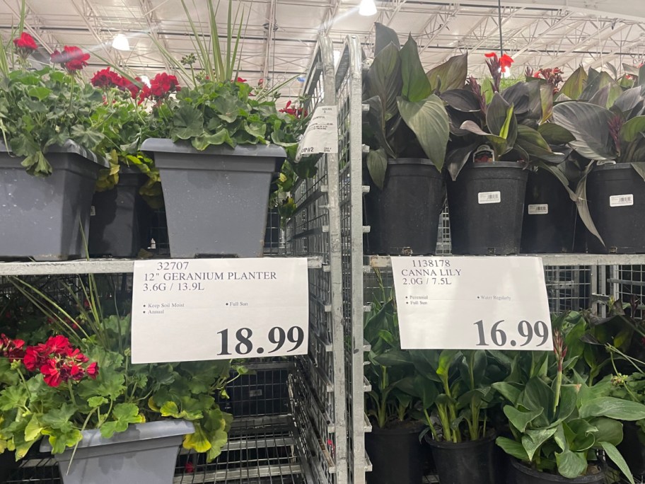 Costco display of two different flowers inside of their pots-2