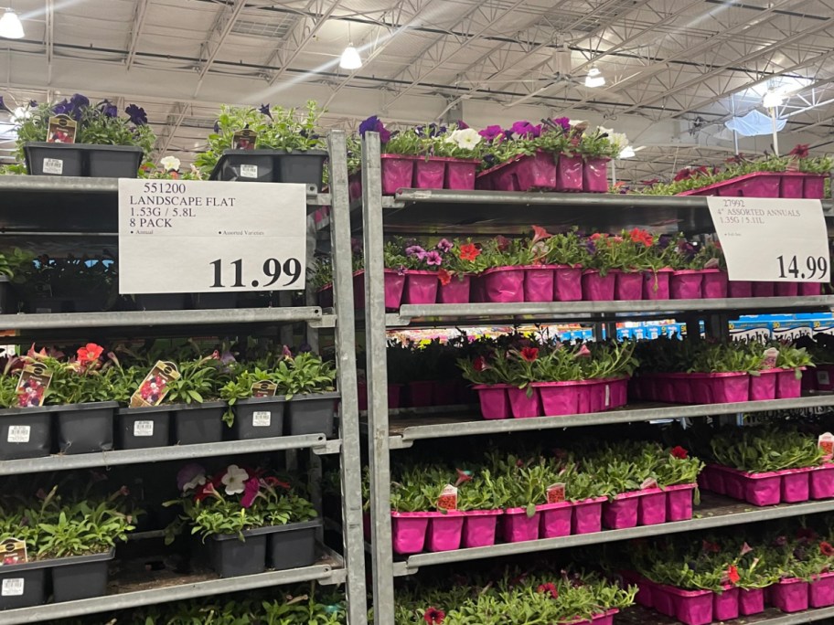 Costco display of two different flowers inside of their pots