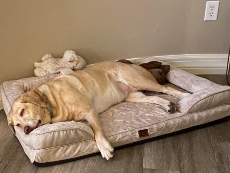 dog sleeping on a beige bed