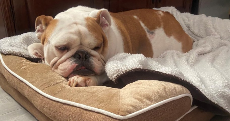 small dog sleeping on tan dog bed