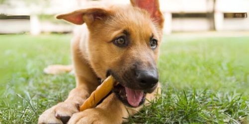 Oinkies Dog Treats ONLY $5.45 Shipped on Amazon (Regularly $10)