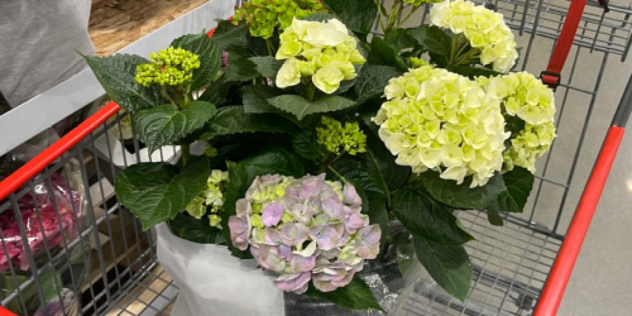 Last Minute Mother’s Day Gift Idea: Costco Flowers from $11.99