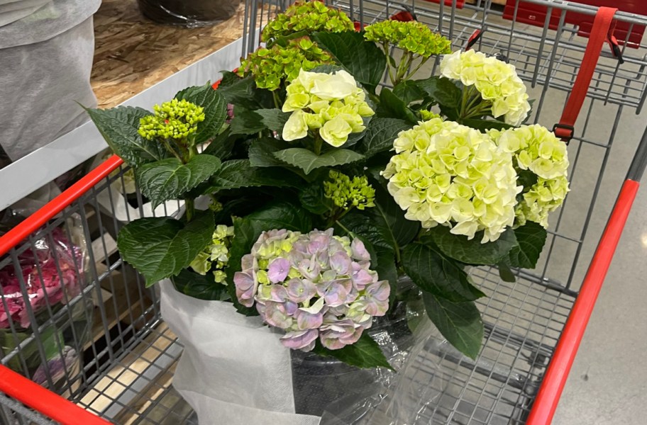 Hydrangea planter inside of Costco shopping cart