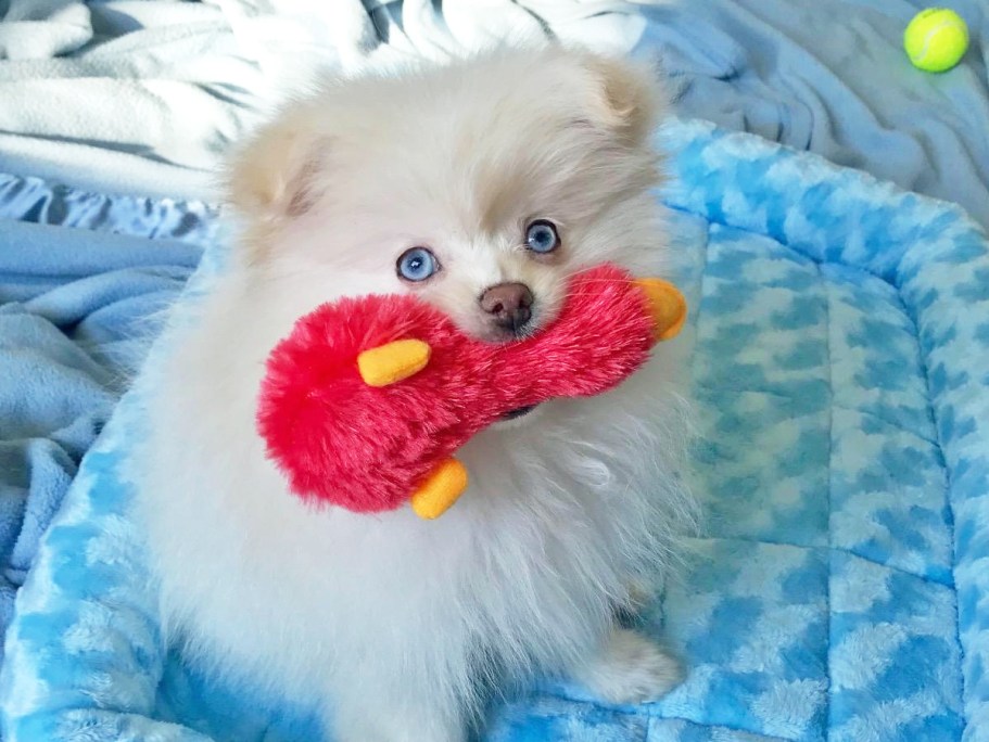Up to 60% Off Multipet Dog Toys on Amazon | Mini Plush Duck Only $1.47