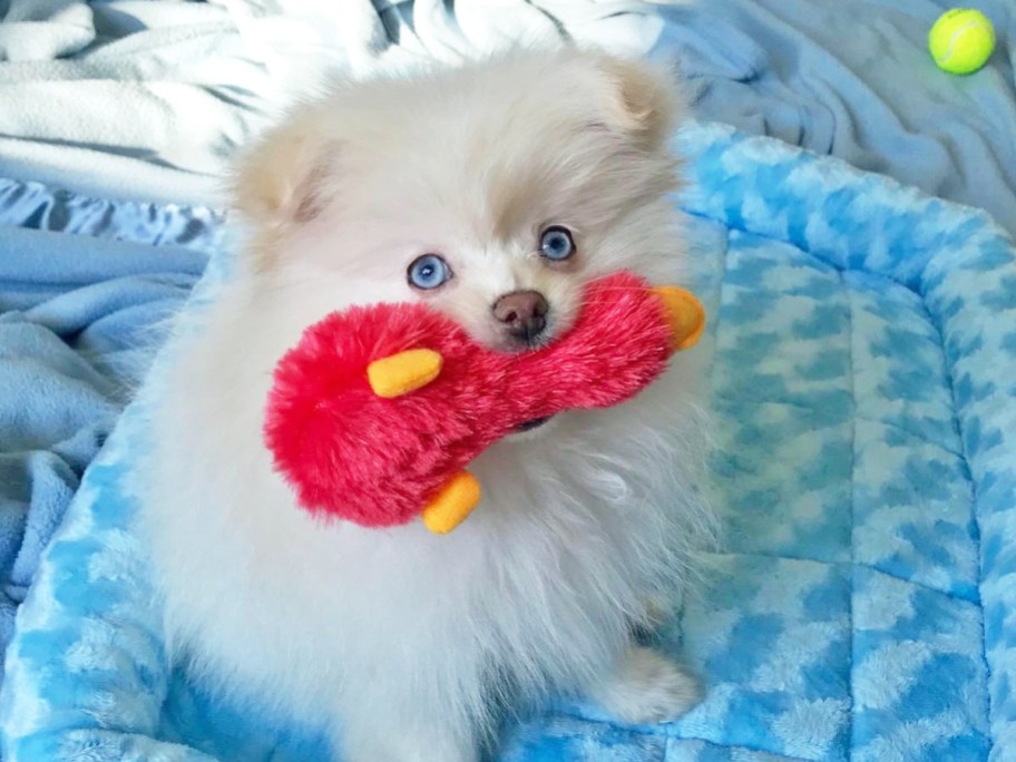 small white dog with red duck toy in their mouth