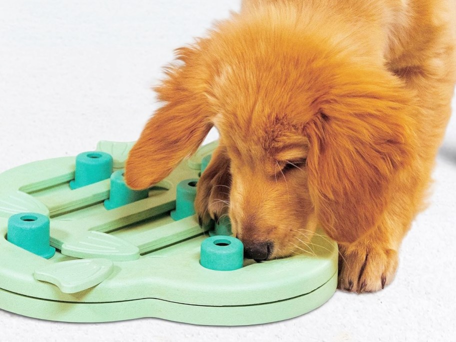 dog playing with green treat puzzle toy on floor