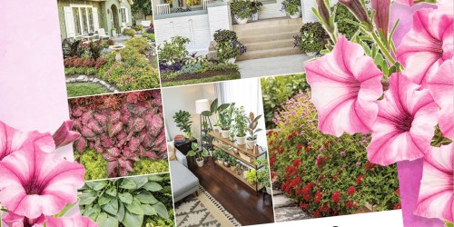 Free Proven Winners Gardener’s Idea Book (Plant Pairings, Garden Design Ideas, & More!)