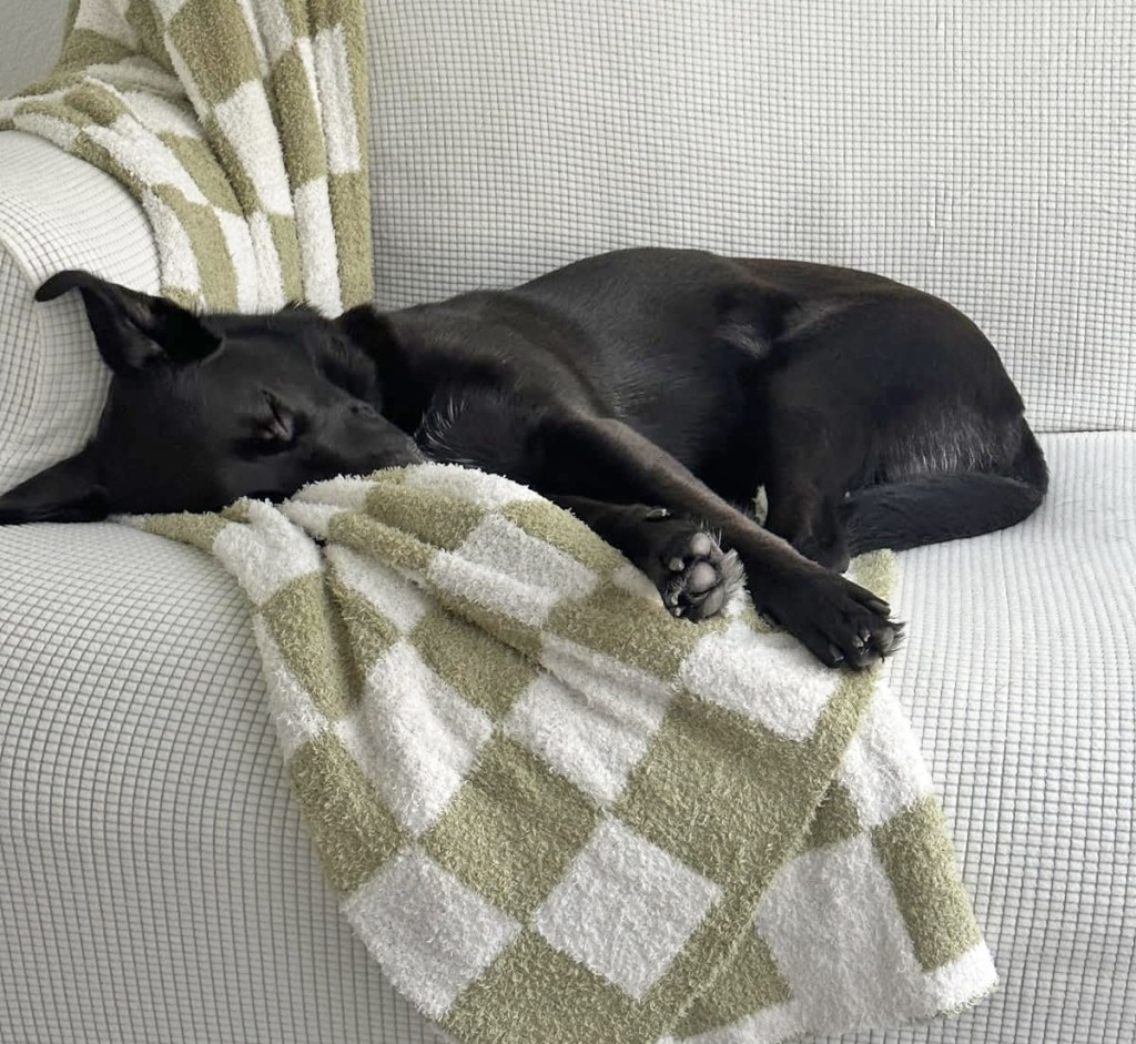 black dog laying on top of white and green checkered throw blanket on couch