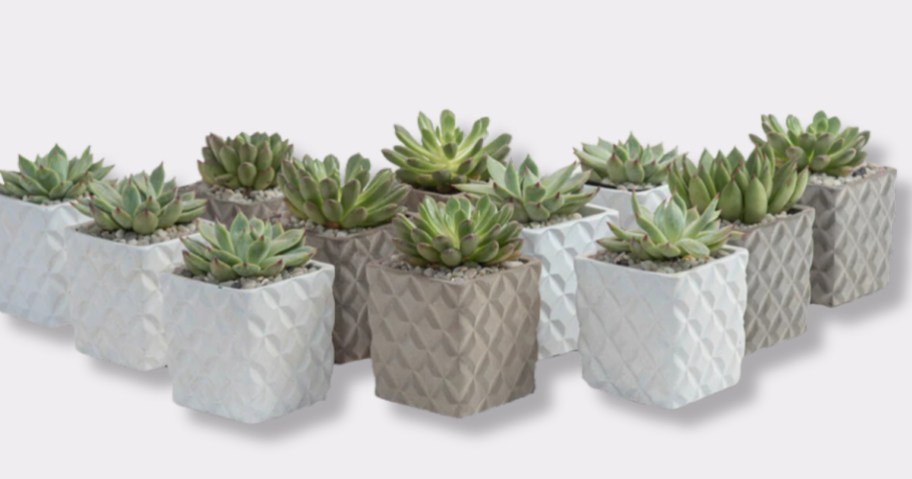 12 small succulents in tan ,grey and white containers