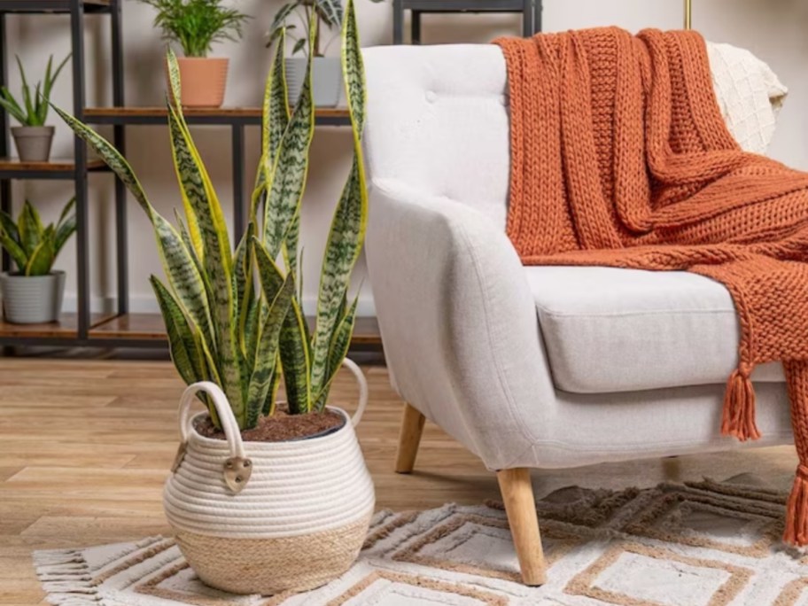 snake plant in a tan and white basket planter sitting by a chair