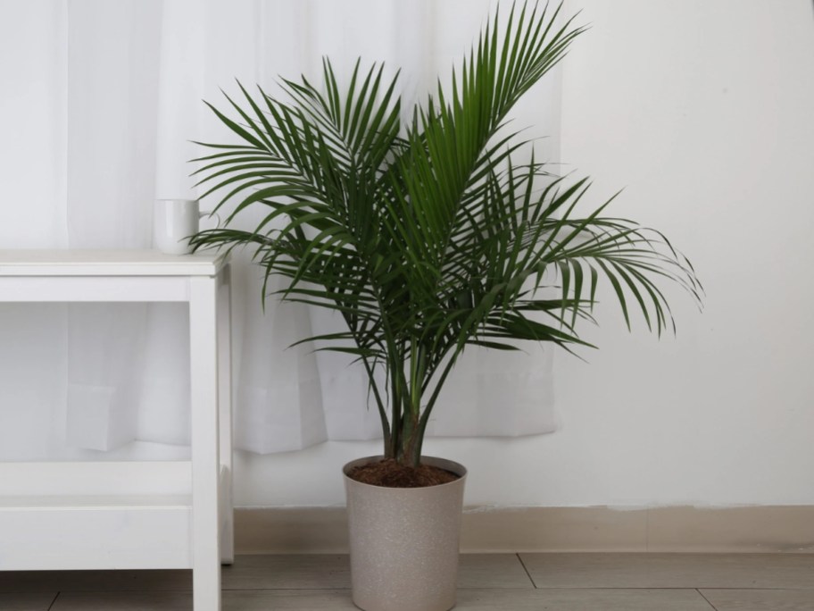 palm plant in grey planter pot