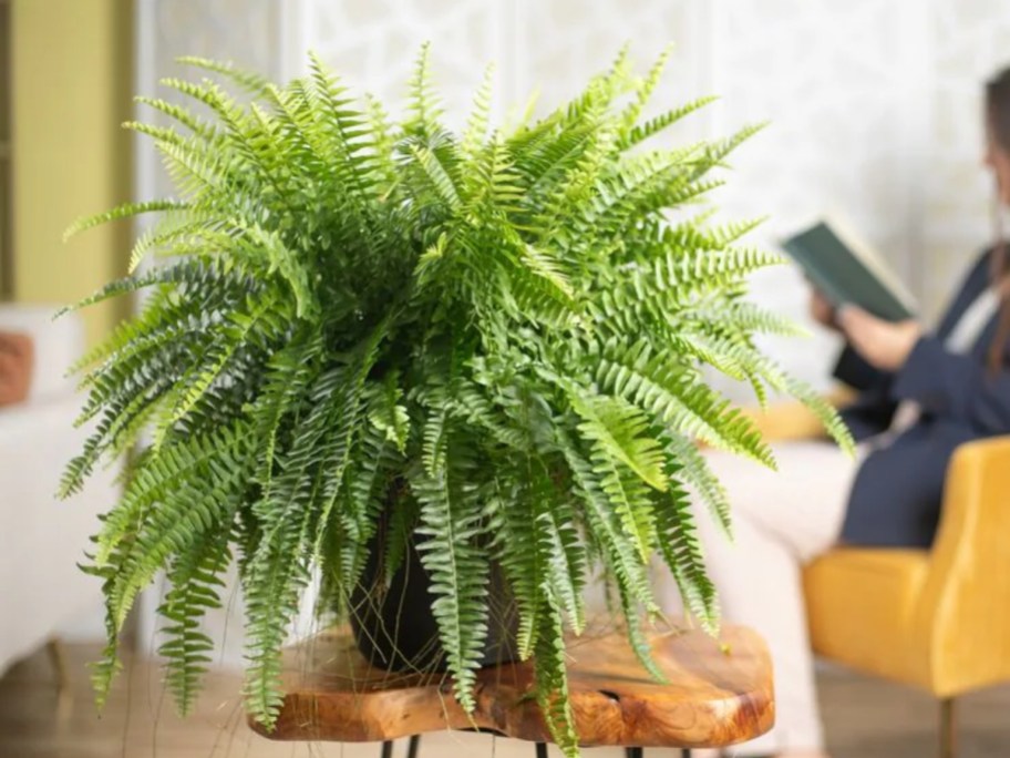 large green fern plant in pot sitting in living room