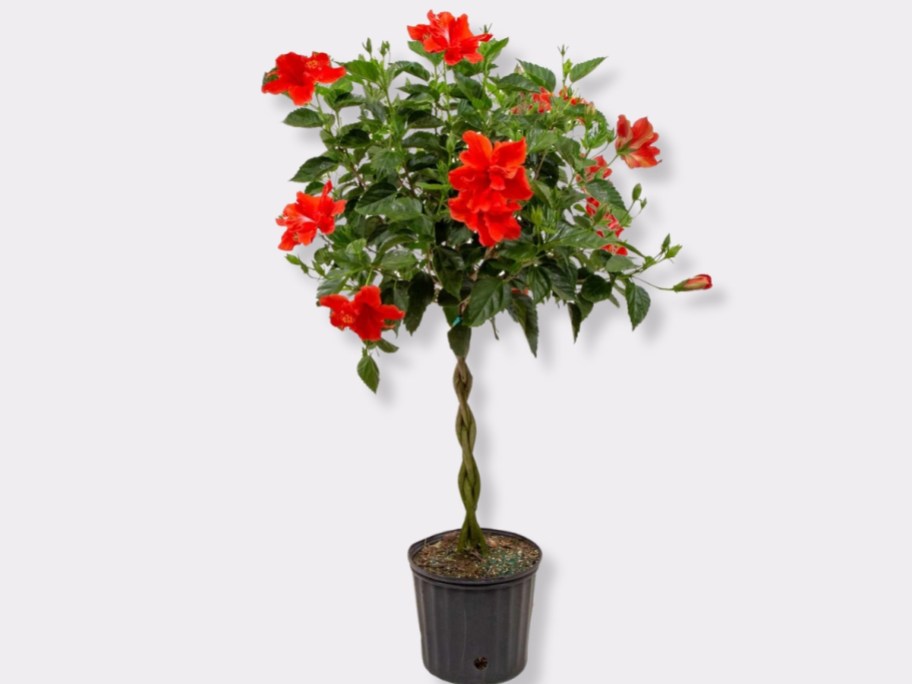 tall Hibiscus plant in black pot