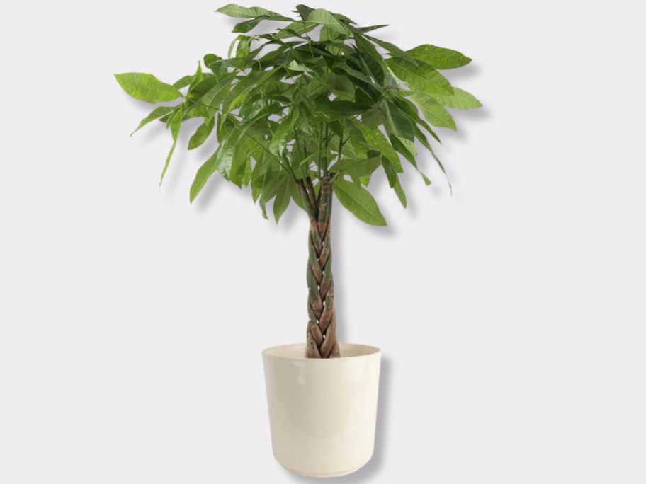 money tree plant in a white pot