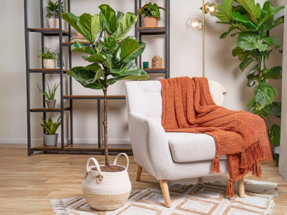 tall fiddle leaf plant in a tan and white basket in a living room