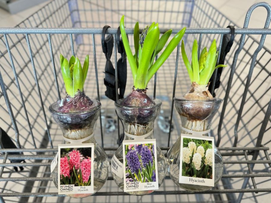 3 growing hyacinths in vases