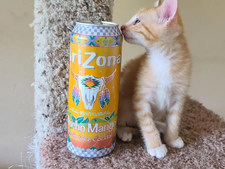 Arizona Mango Juice Cocktail 14-Pack Only $9 Shipped on Amazon