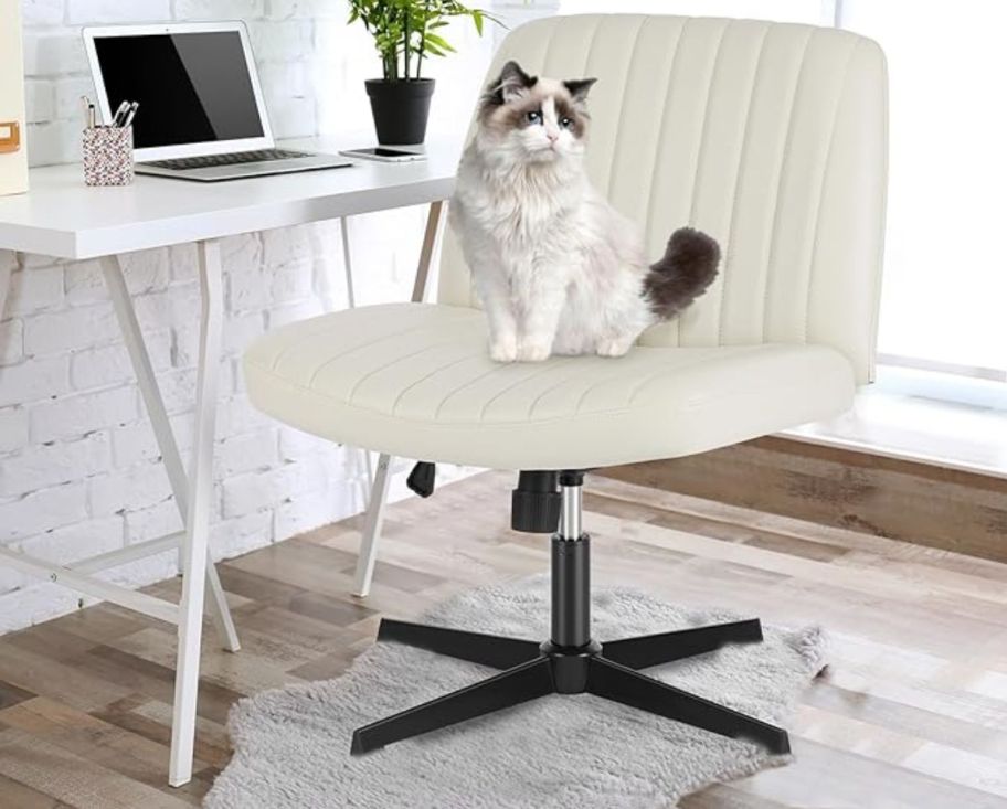 a cream white armless leather swivel chair with a persian cat sitting in the middle of the chair set 