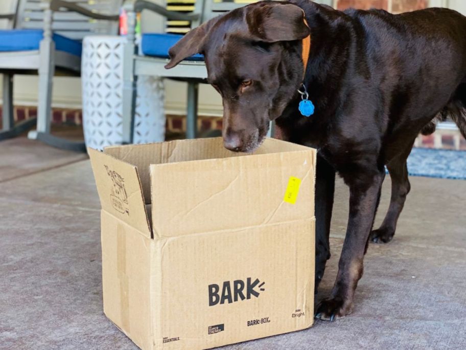 Dog looking inside a cardboard shipping box from Bark!