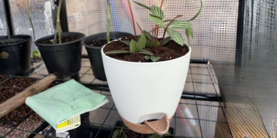 Self-Watering Planters in 4 Sizes Just $3.85 Each on Amazon