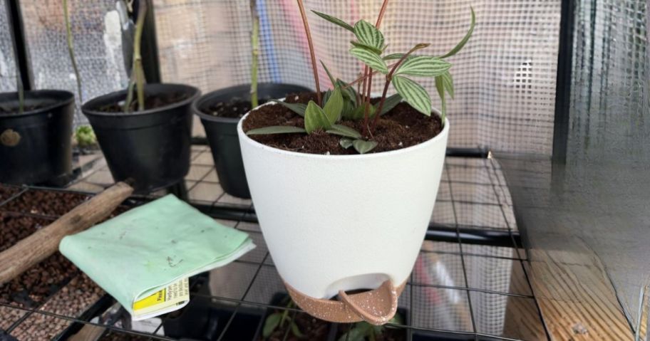 white Goproauto Self-Watering Planter on shelf