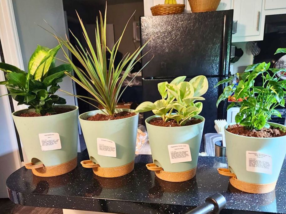 four self watering flower pots with plants in them sitting on kitchen counter