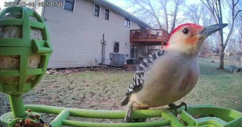 camera screenshot view of a small woodpecker on a Hello Birdie feeder
