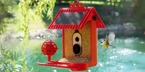 Hello Birdie Smart Bird Feeder $177 Shipped on QVC (Reg. $300) – Includes Camera w/ AI Technology