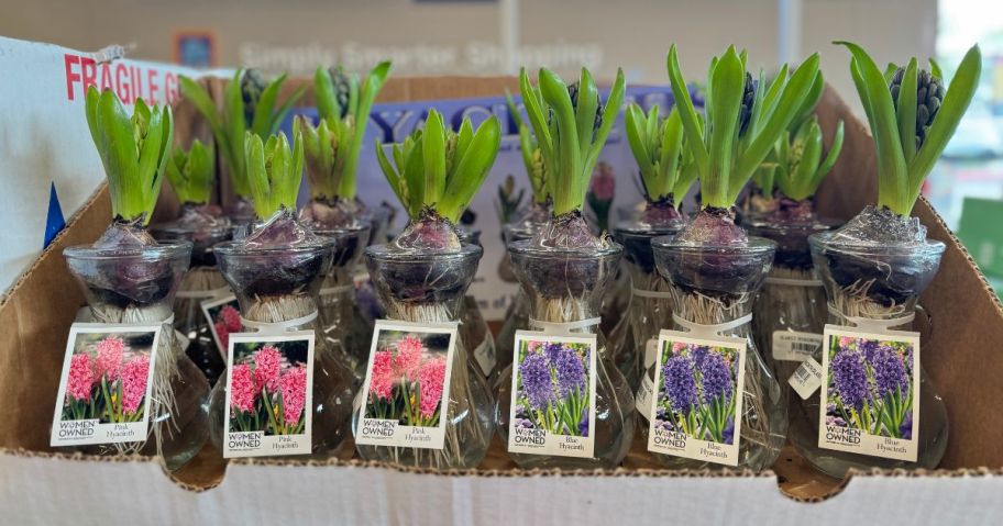 Growing hyacinths in vases at Aldi