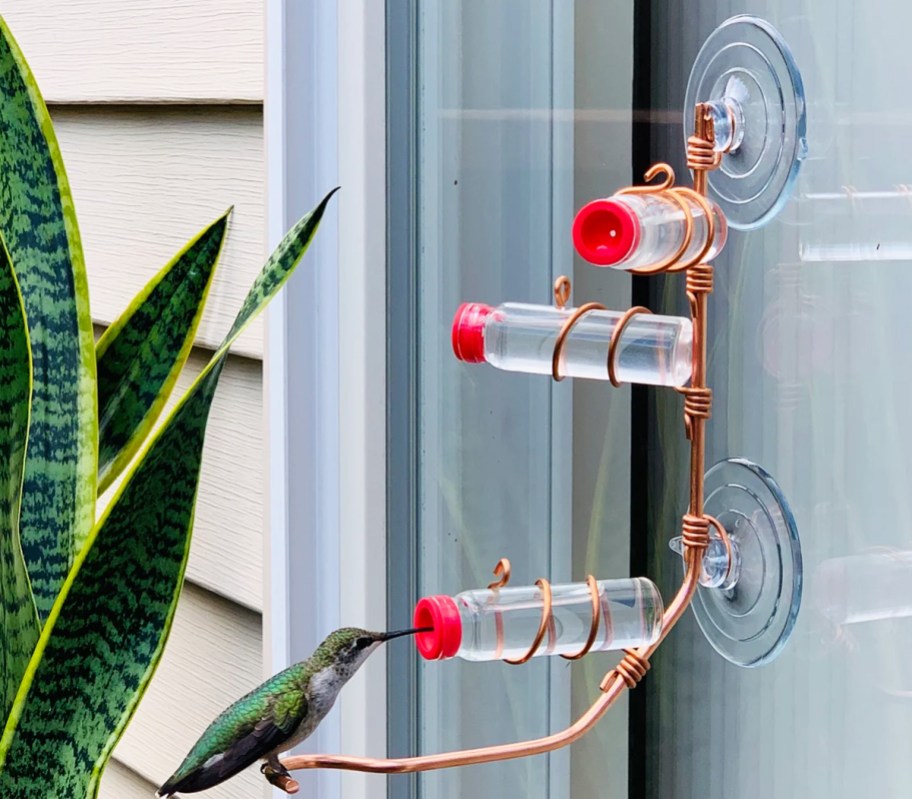 small hummingbird feeder stuck to window