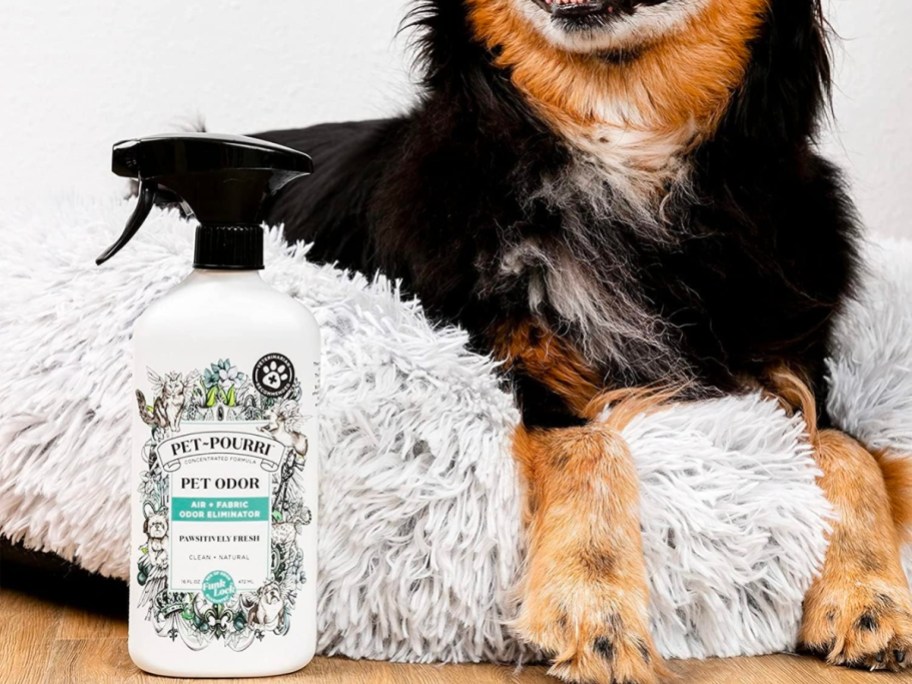 dog sitting with Pet-Pourri Ped Odor Eliminator Spray 16oz Bottle