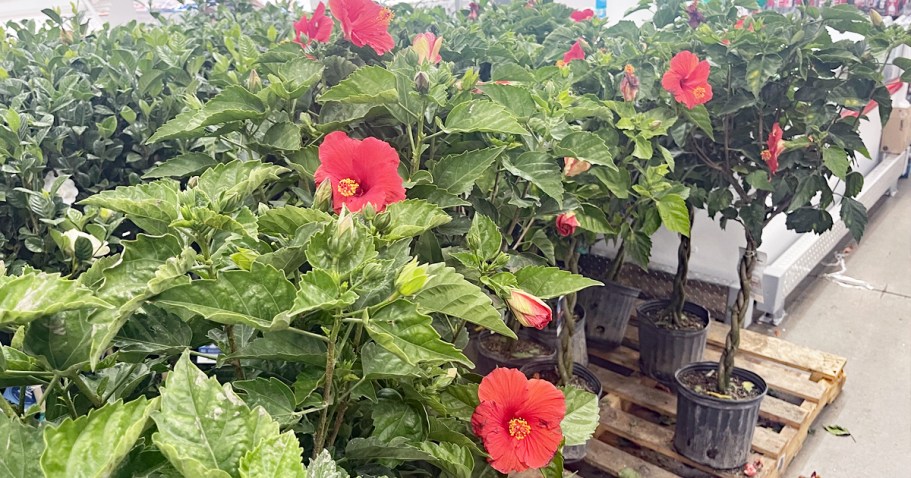 Hibiscus & Gardenia Trees from $19.98 at Sam’s Club