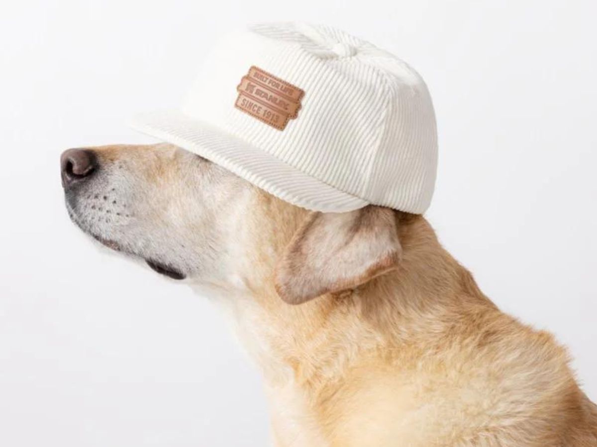 A dog wearing a Stanley Apparel Hat